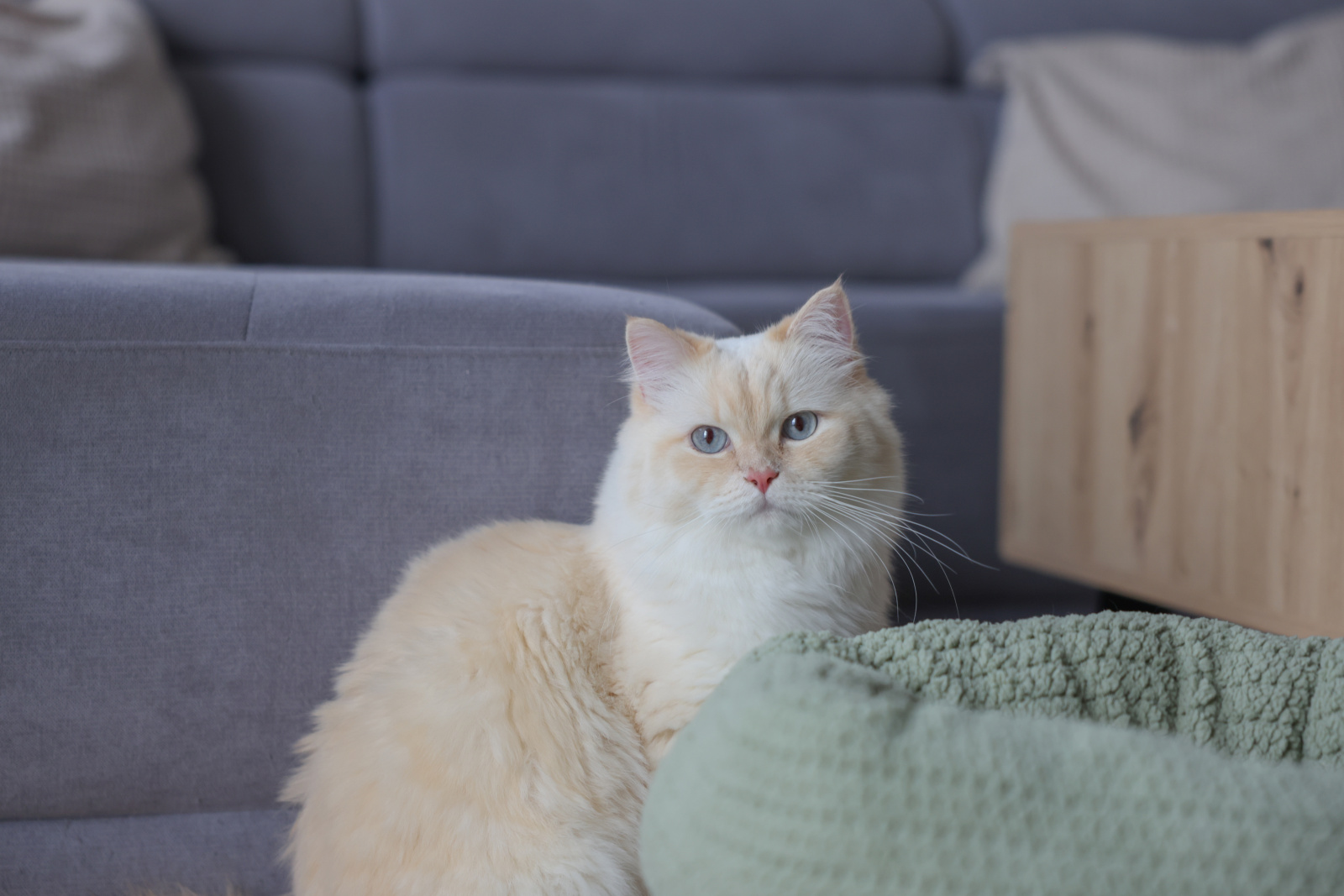 Kerbl Pet Anne Snugly Bed lettino gatto teddy poliestere