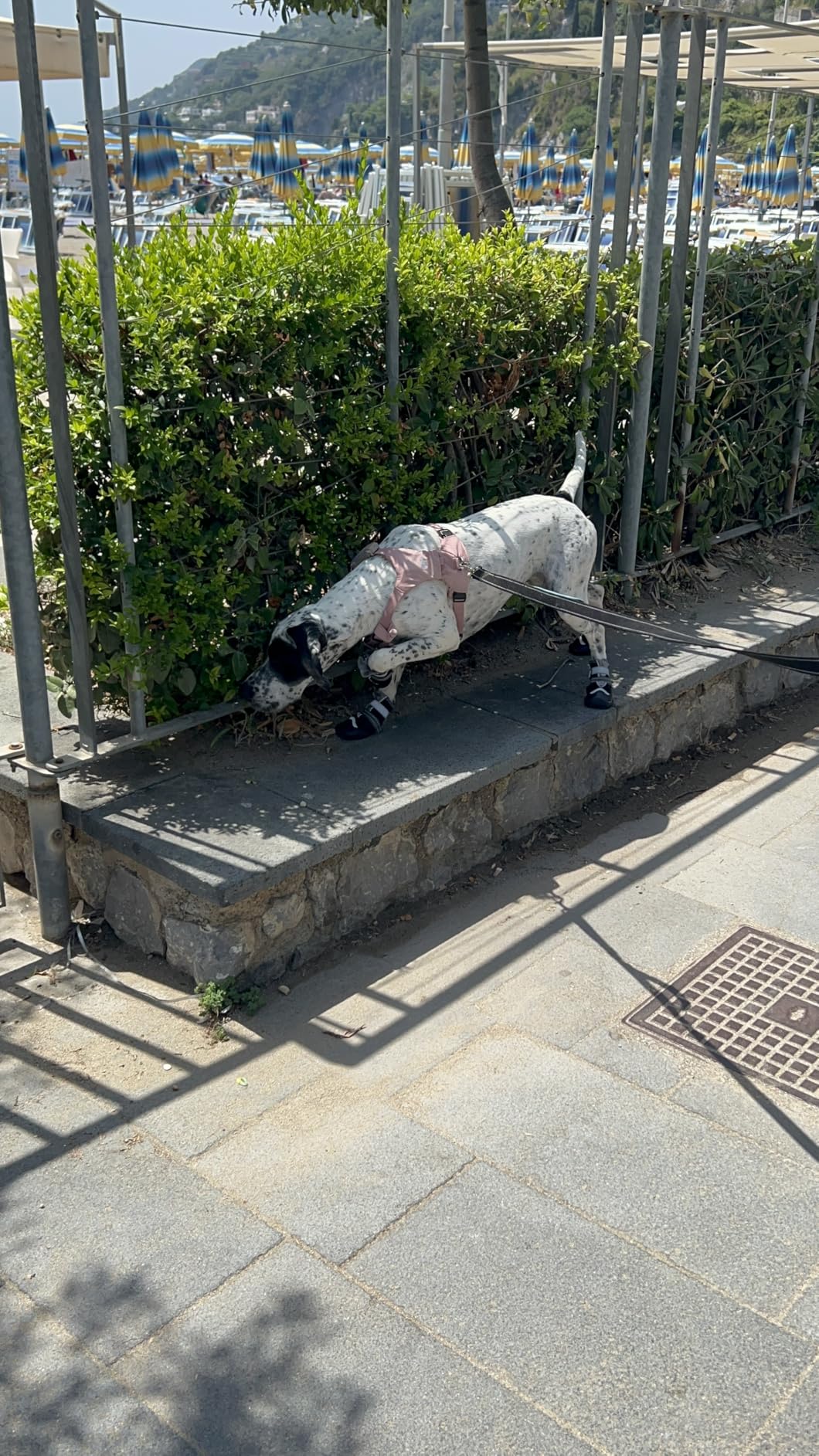 OHCOZZY Scarpette Cane L Nere Impermeabili 4 Pezzi