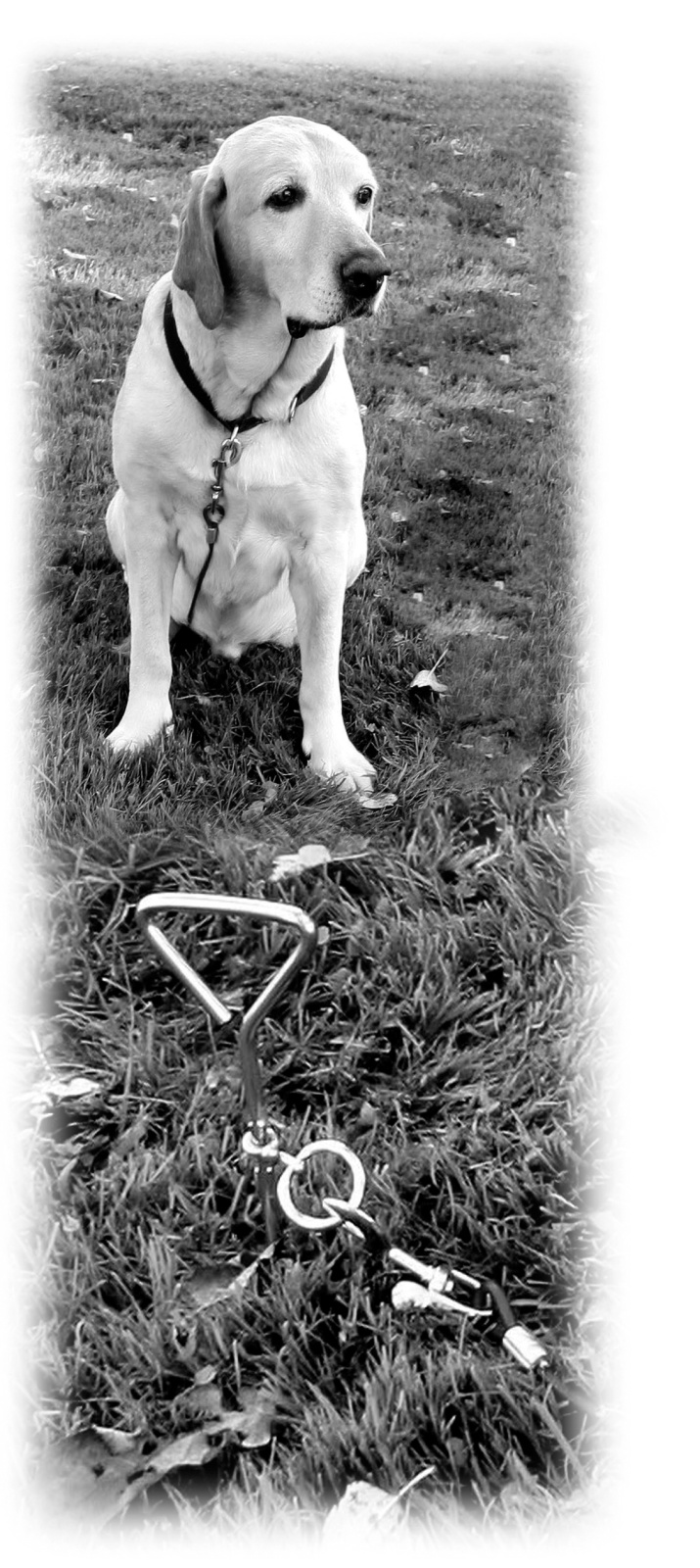 Kerbl Dog Home Paletto Spirale Cane con Cavo fino 30 Kg