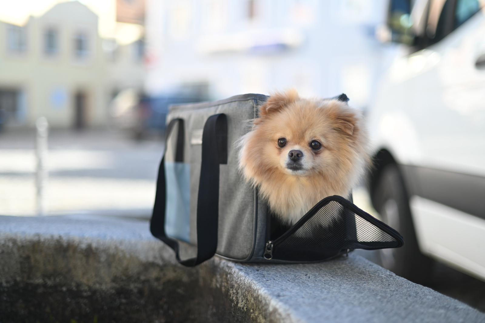 Kerbl Pet Bag Vacation borsa trasporto cane gatto 15 kg Oxford