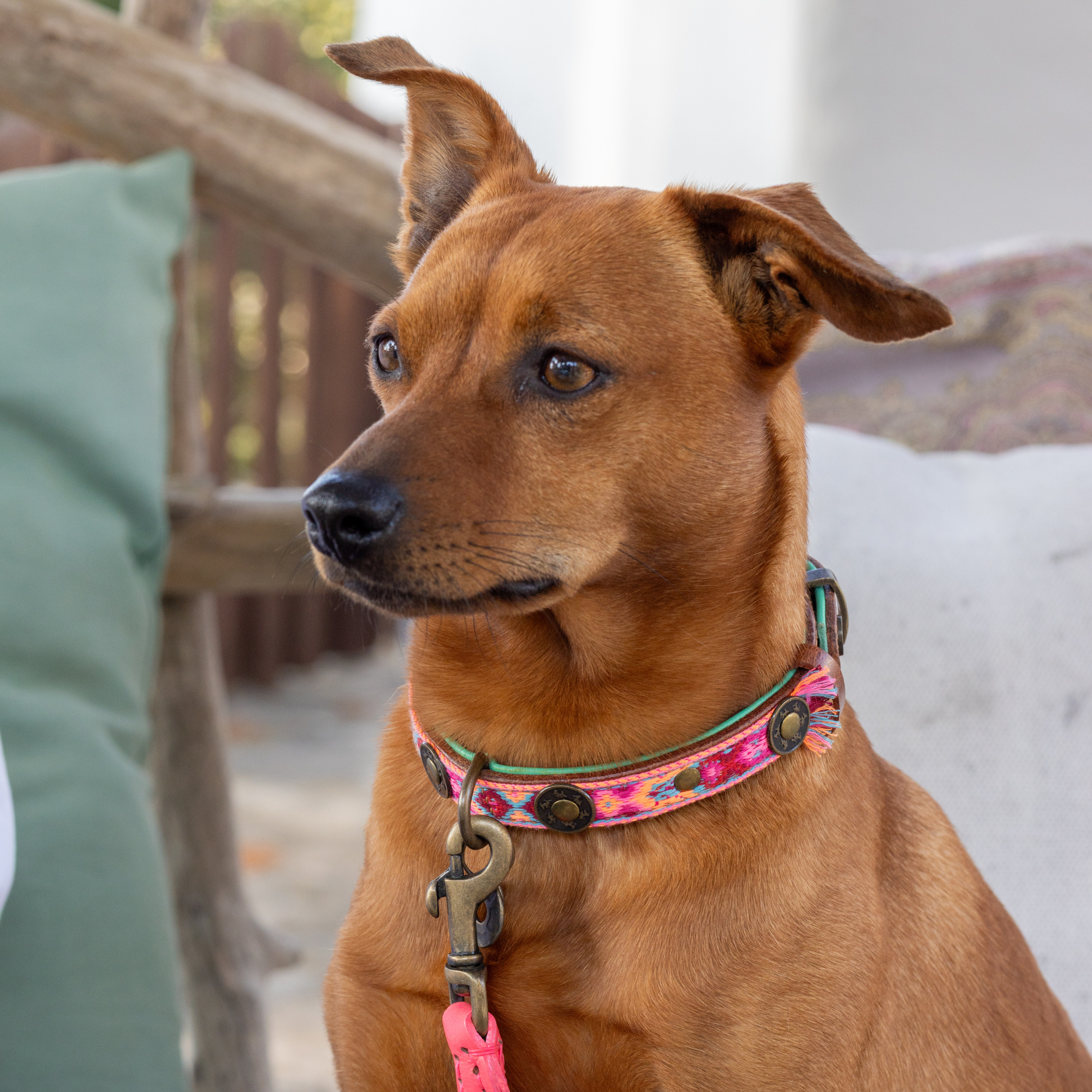 Dog with a Mission Boho Rosa Collare Cane XXS Rosa