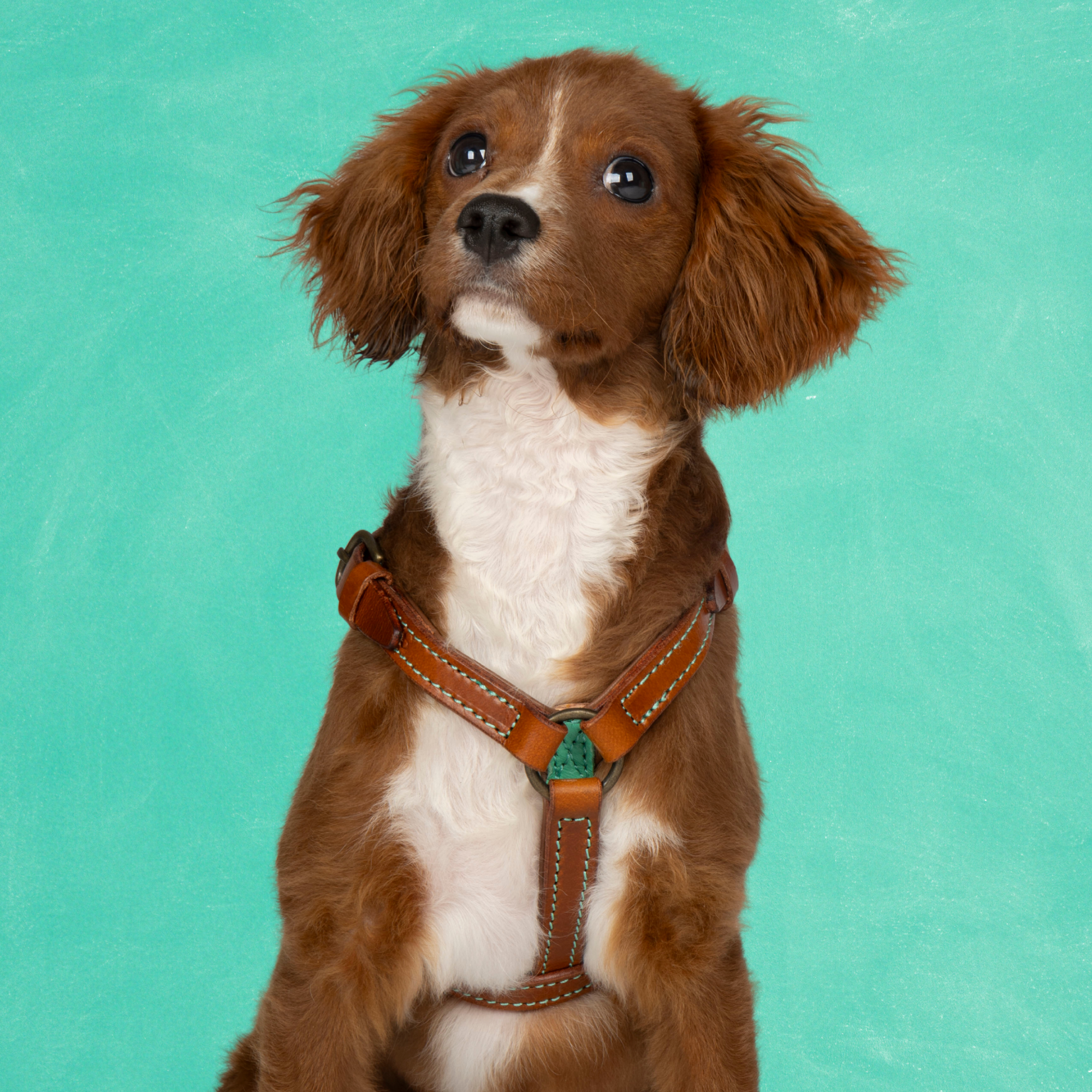 Dog with a Mission Boho Juan Pettorina Cane XXS Blu 33-39 cm Pelle