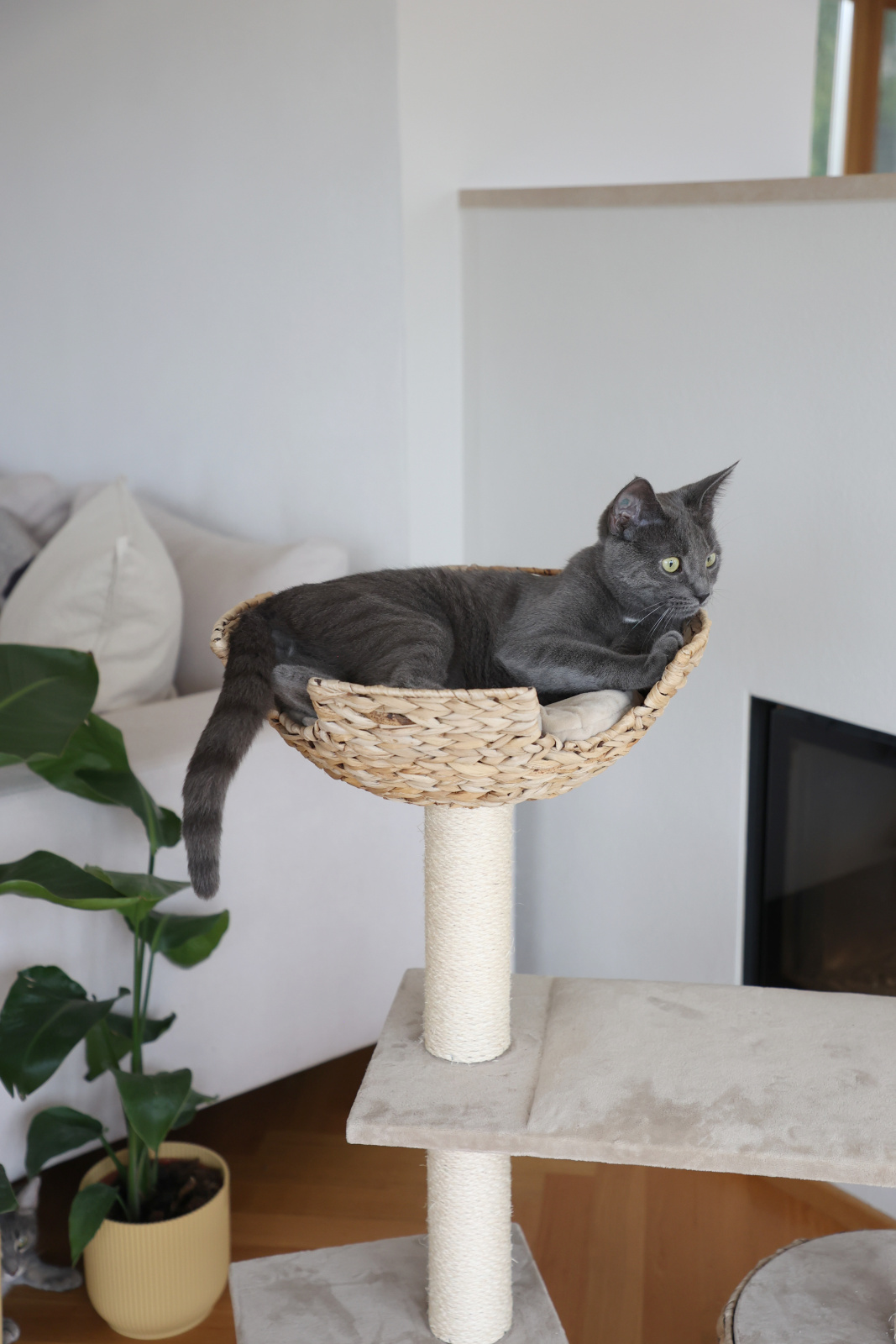 Kerbl Pet Jade albero tiragraffi gatto foglia banana con cuccia