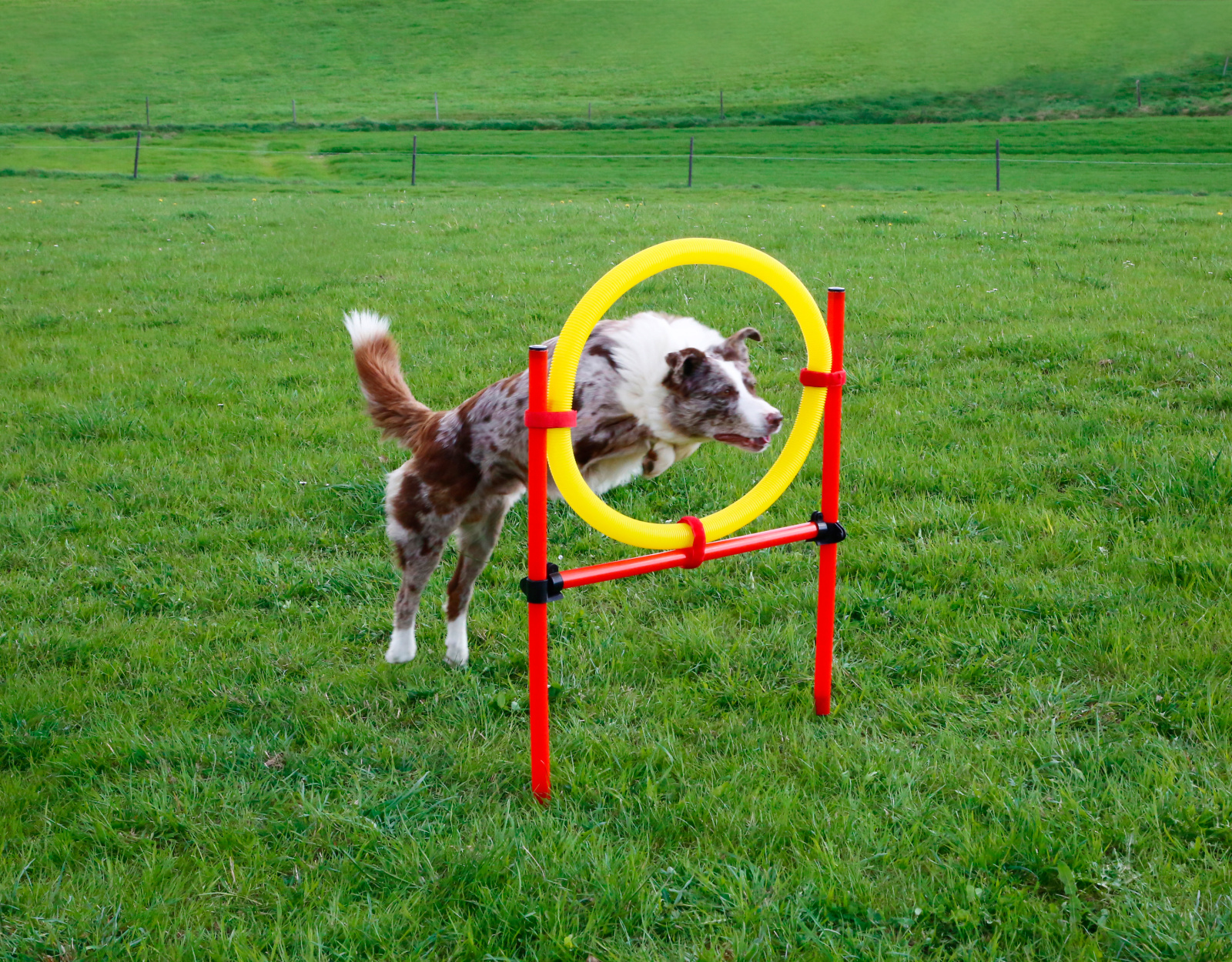Kerbl Complete Set Agility Cane con Anello Salto Slalom
