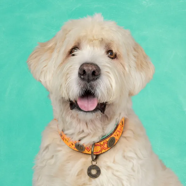 Dog with a Mission Boho Chica collare cane pelle XL arancione 48-57cm