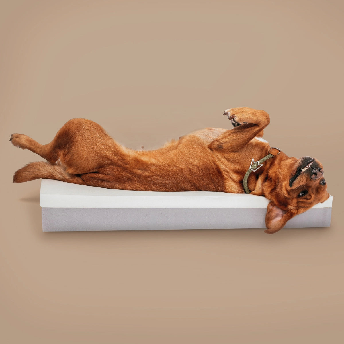 Rudelkönig Hundebetten Koye cuccia cane M Beige ortopedica