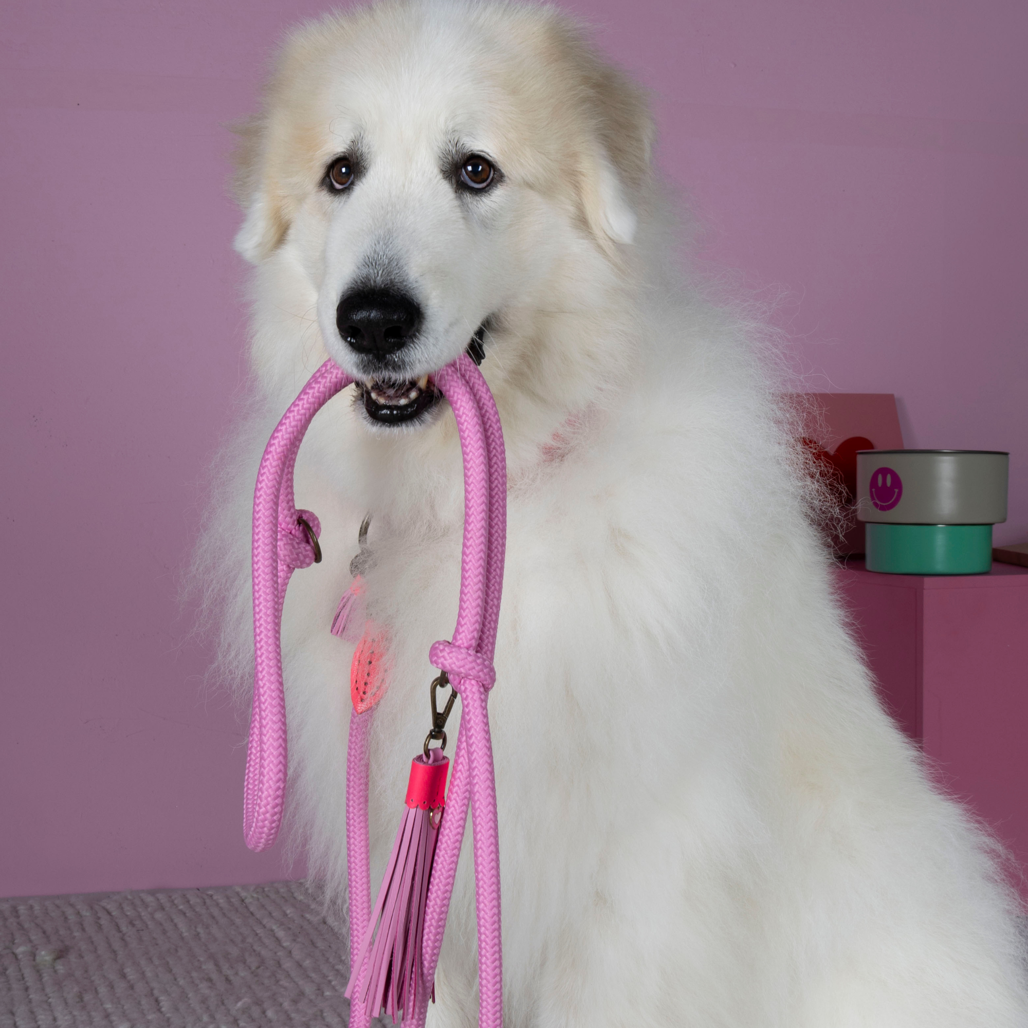 Dog with a Mission Sweety Collare Cane Rosa S 30-33 cm