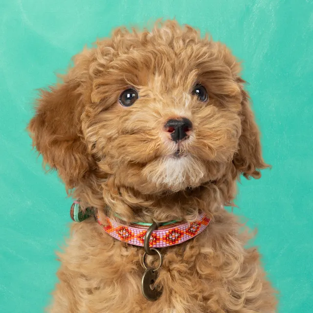 Dog with a Mission Sweet Mae Collare Cane XXS Marrone Rosa 22-24cm