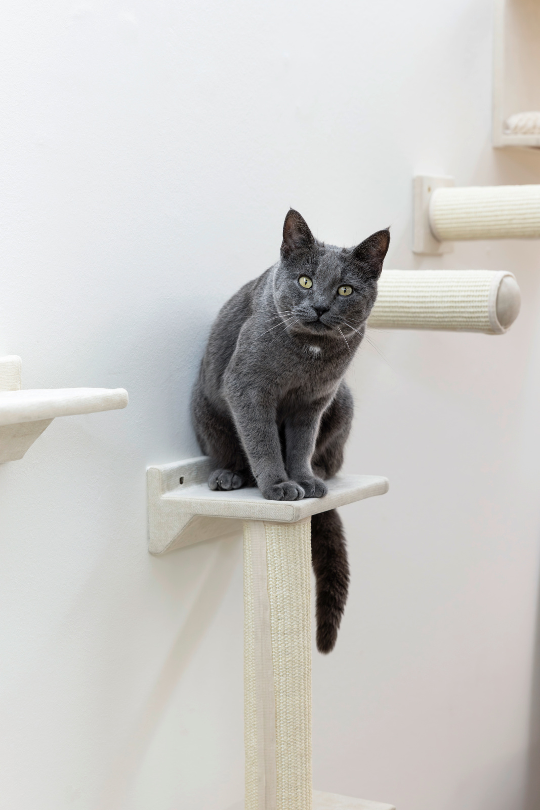 Kerbl Pet Monte Falco palestra parete gatto 10 pezzi