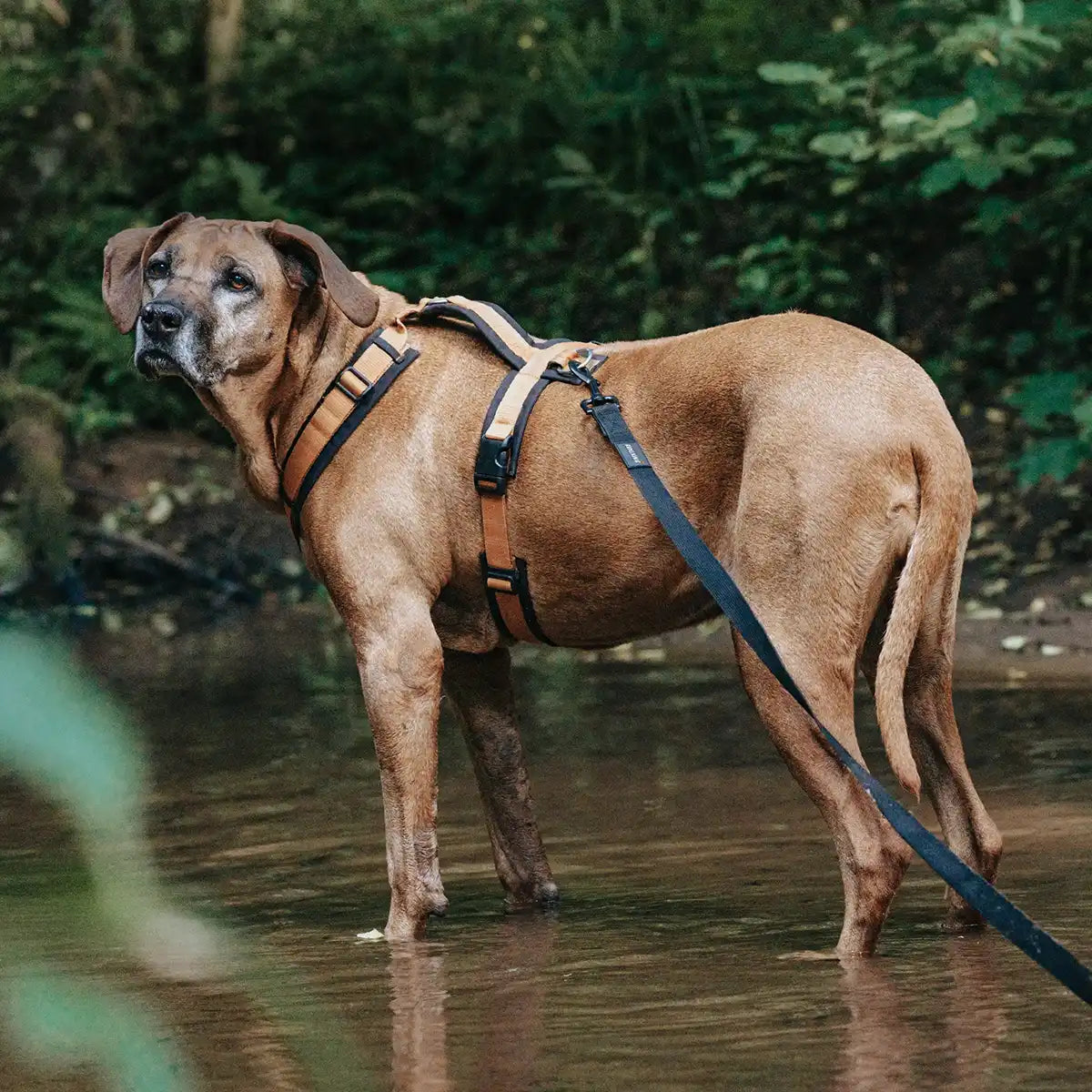 Rudelkönig lunghina cane stoffa nero 5 m addestramento