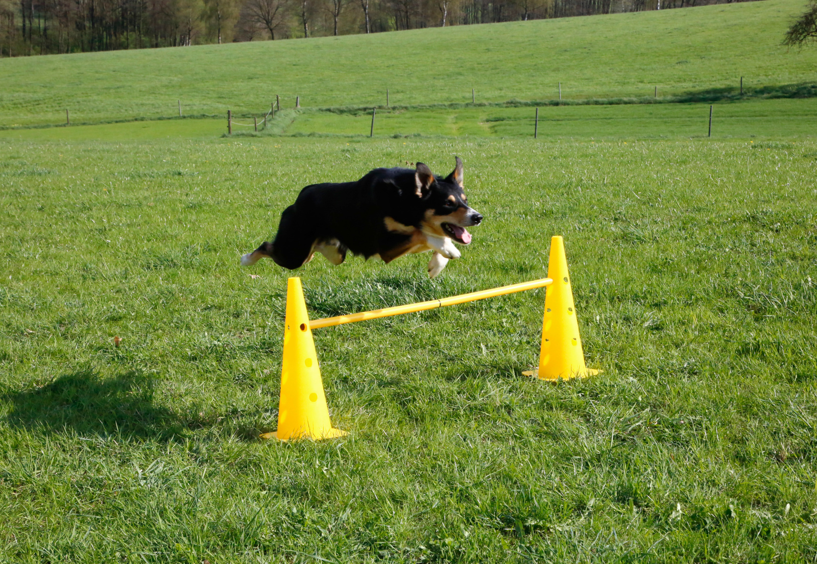 Kerbl Dog Training Agility set ostacoli 6 paletti slalom