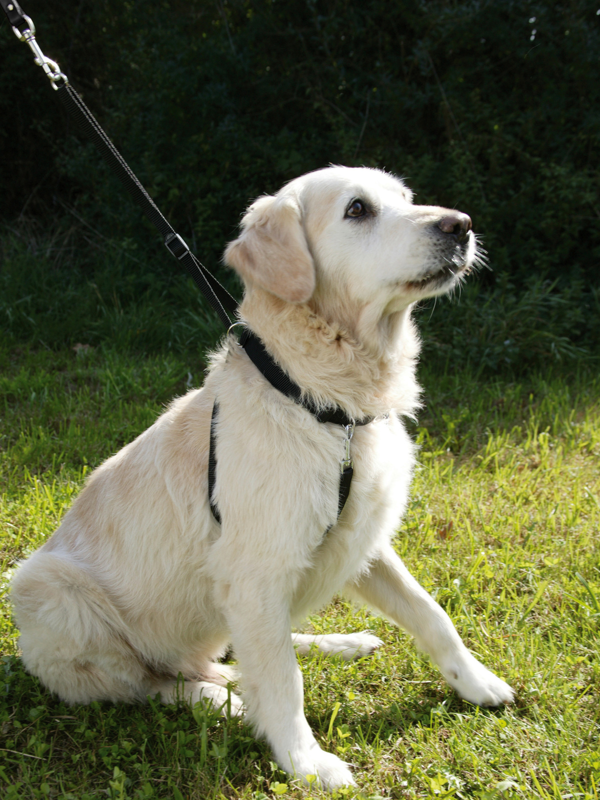 Kerbl Pet Maxi Leader pettorina cane anti-tiro regolabile