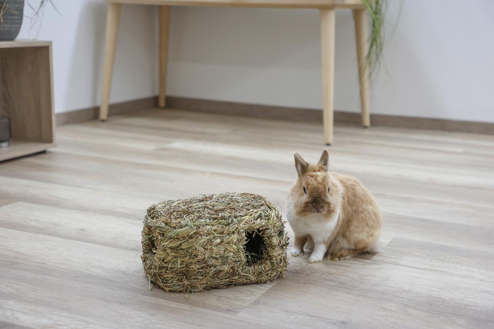 Kerbl Pet Grass House casetta fieno roditori 2 ingressi