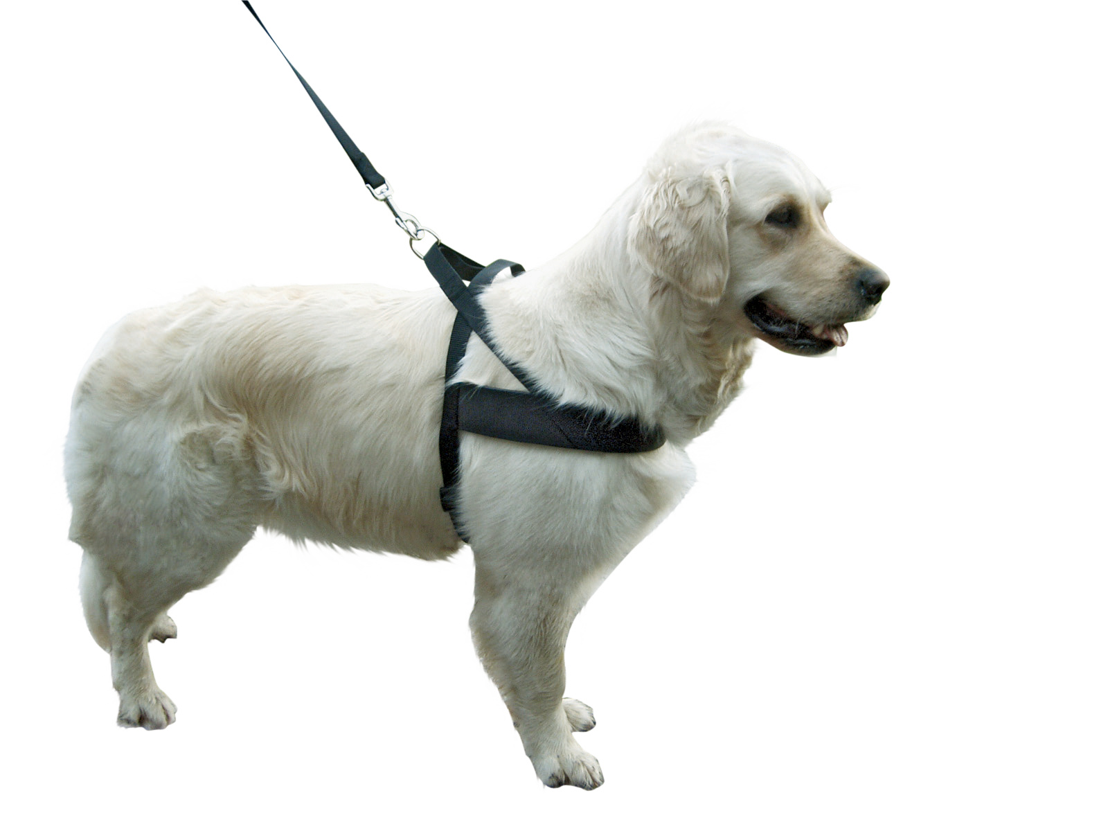 Kerbl Miami Plus pettorina cane nylon imbottita clip