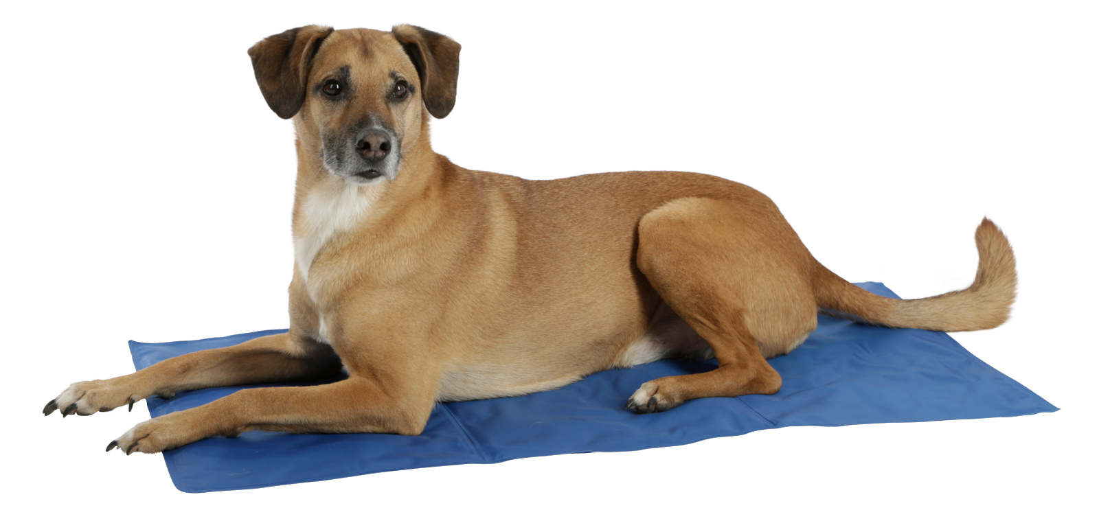 Kerbl Pet Cool-Relax Tappetino Refrigerante Cane Gel