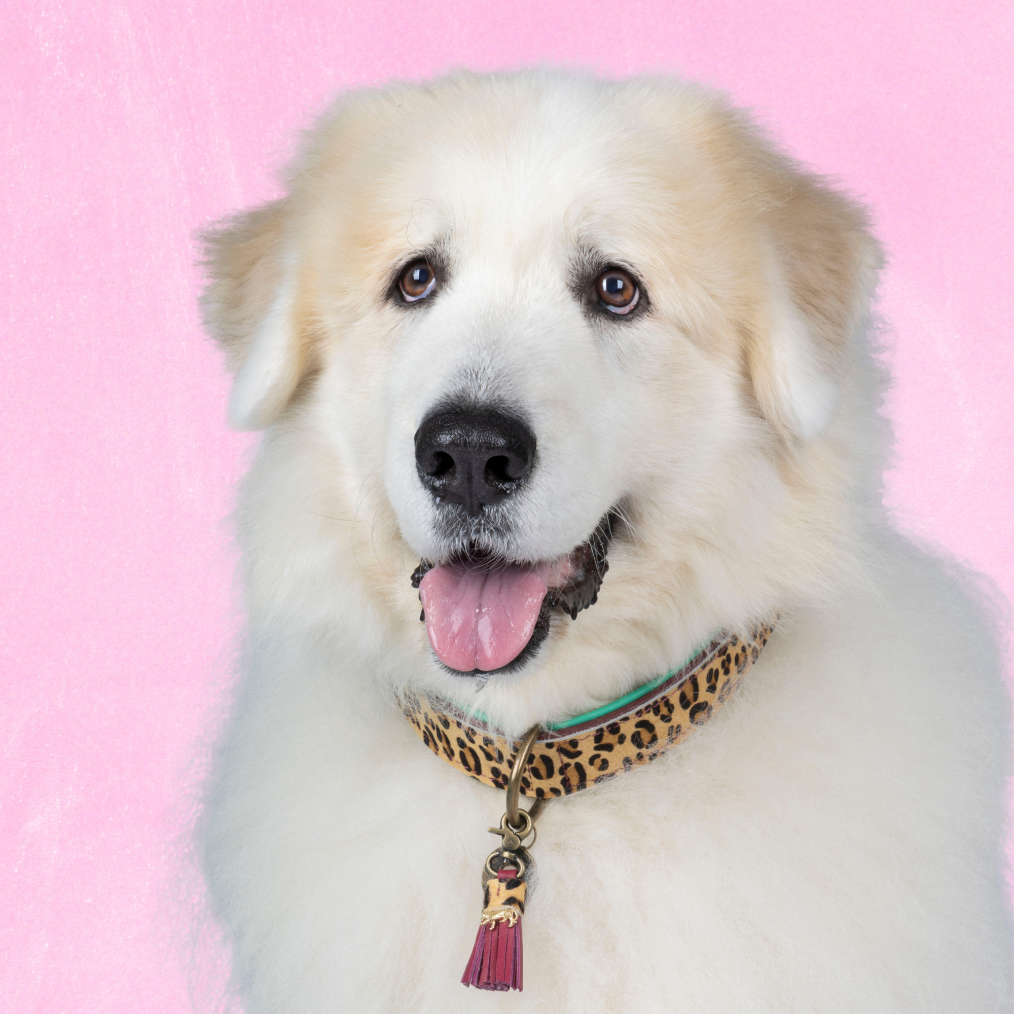 Dog with a Mission Lou Lou Collare Cane XXL Panterprint Bordeaux
