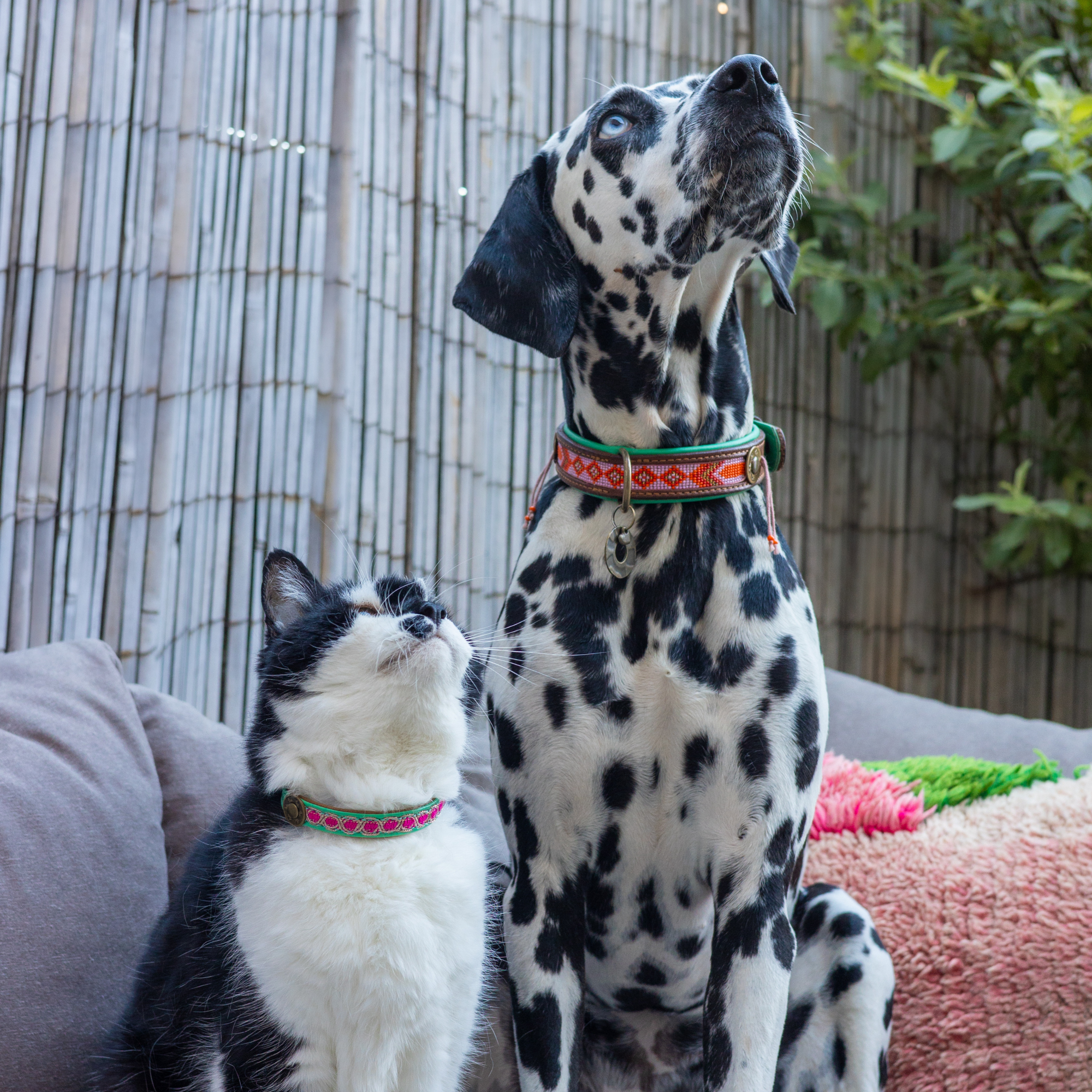 Dog with a Mission Coco collare gatto pelle turchese 22-27 cm