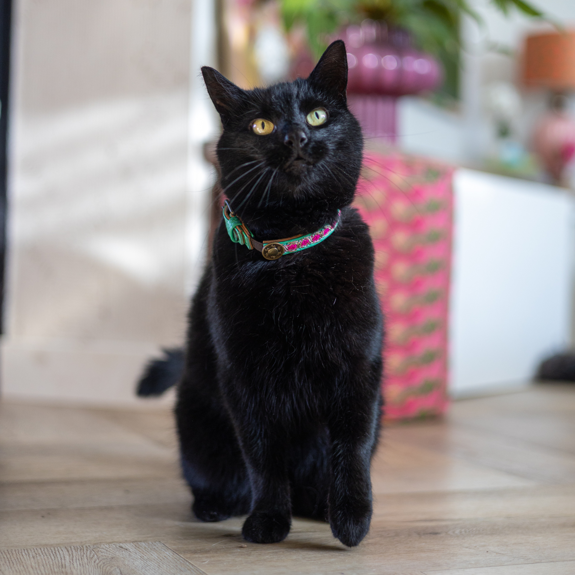 Dog with a Mission Coco collare gatto pelle turchese 22-27 cm