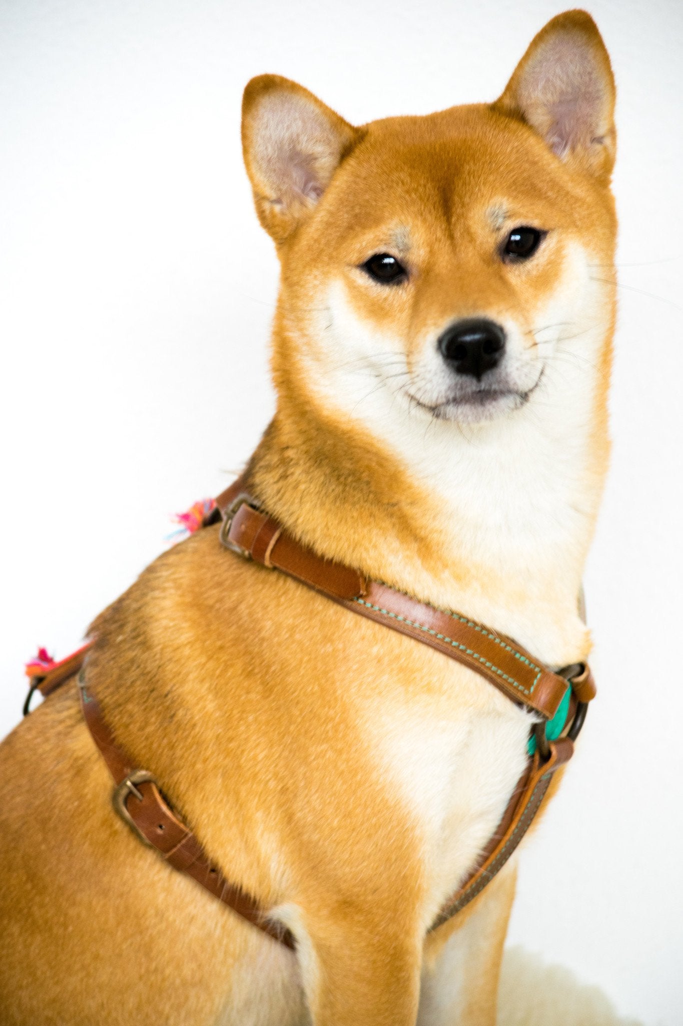 Dog with a Mission Boho Rosa L pettorina cane marrone 63-76 cm