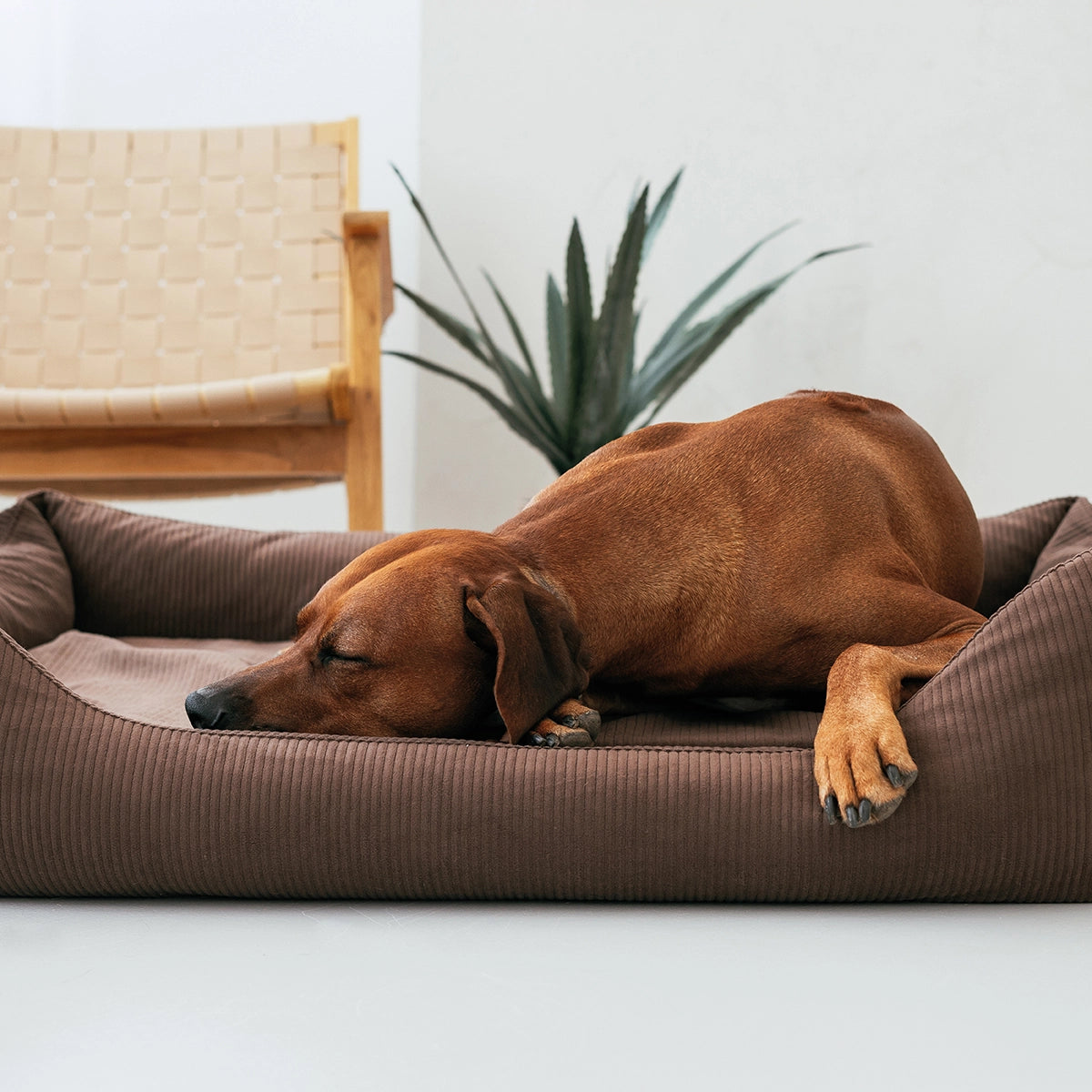 Rudelkönig Koye Cuccia Cane Marrone M Ortopedica Cord