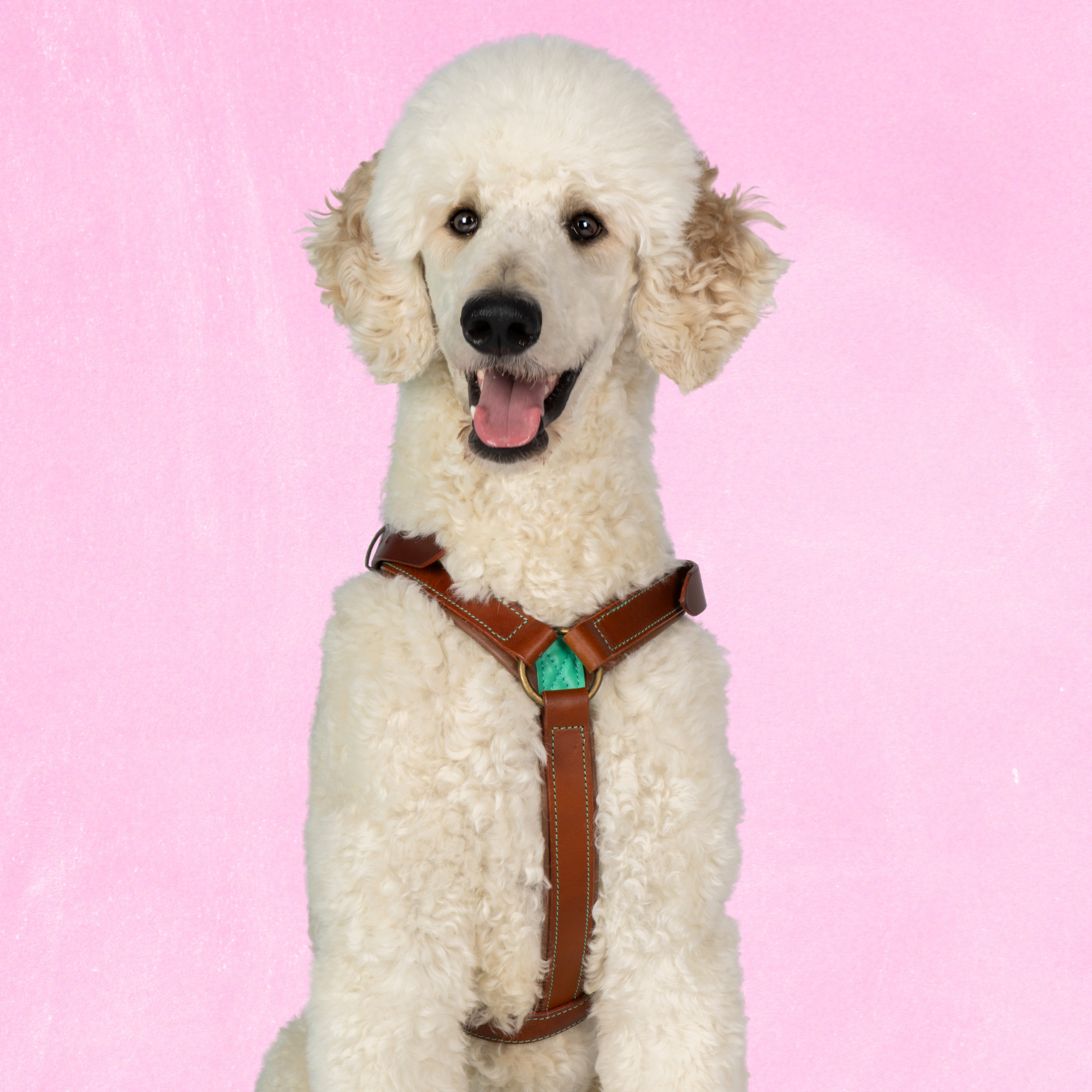 Dog with a Mission Boho Juan pettorina pelle blu L