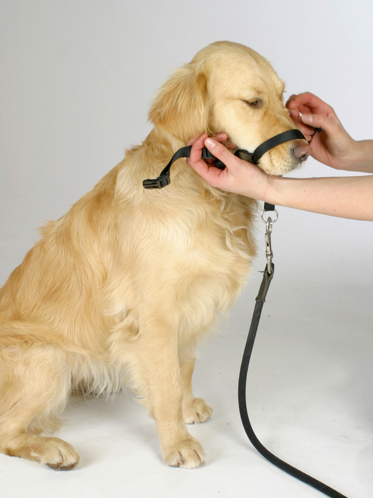 Kerbl Pet Maxi Coach pettorina addestramento cane