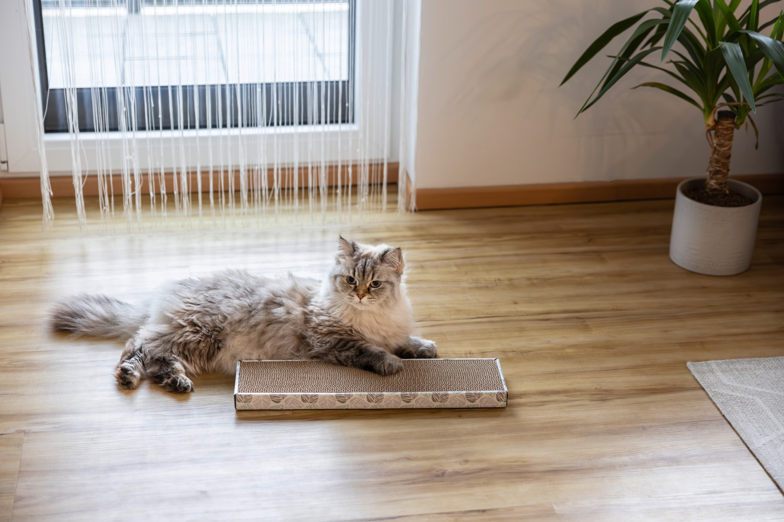 Kerbl Pet Cat Scratch Board tiragraffi gatto cartone