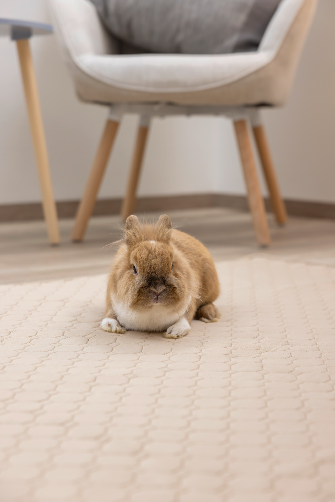 Kerbl Pet Washable Urine Pad tappetino conigli lavabile