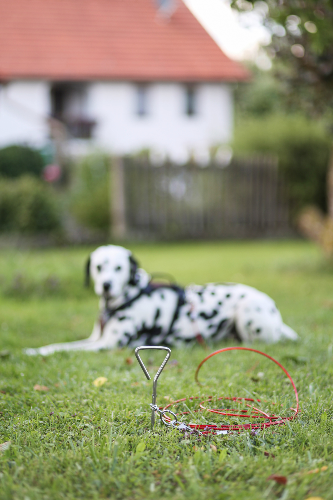 Kerbl Dog Home Paletto Spirale Cane con Cavo fino 30 Kg