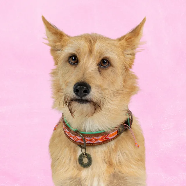 Dog with a Mission Sweet Mae collare cane M rosa 34-39 cm