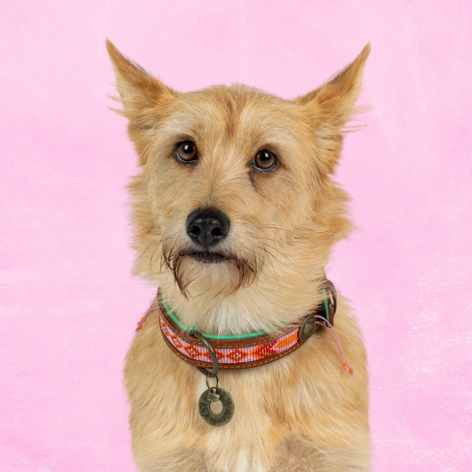 Dog with a Mission Sweet Mae collare cane M rosa 34-39 cm
