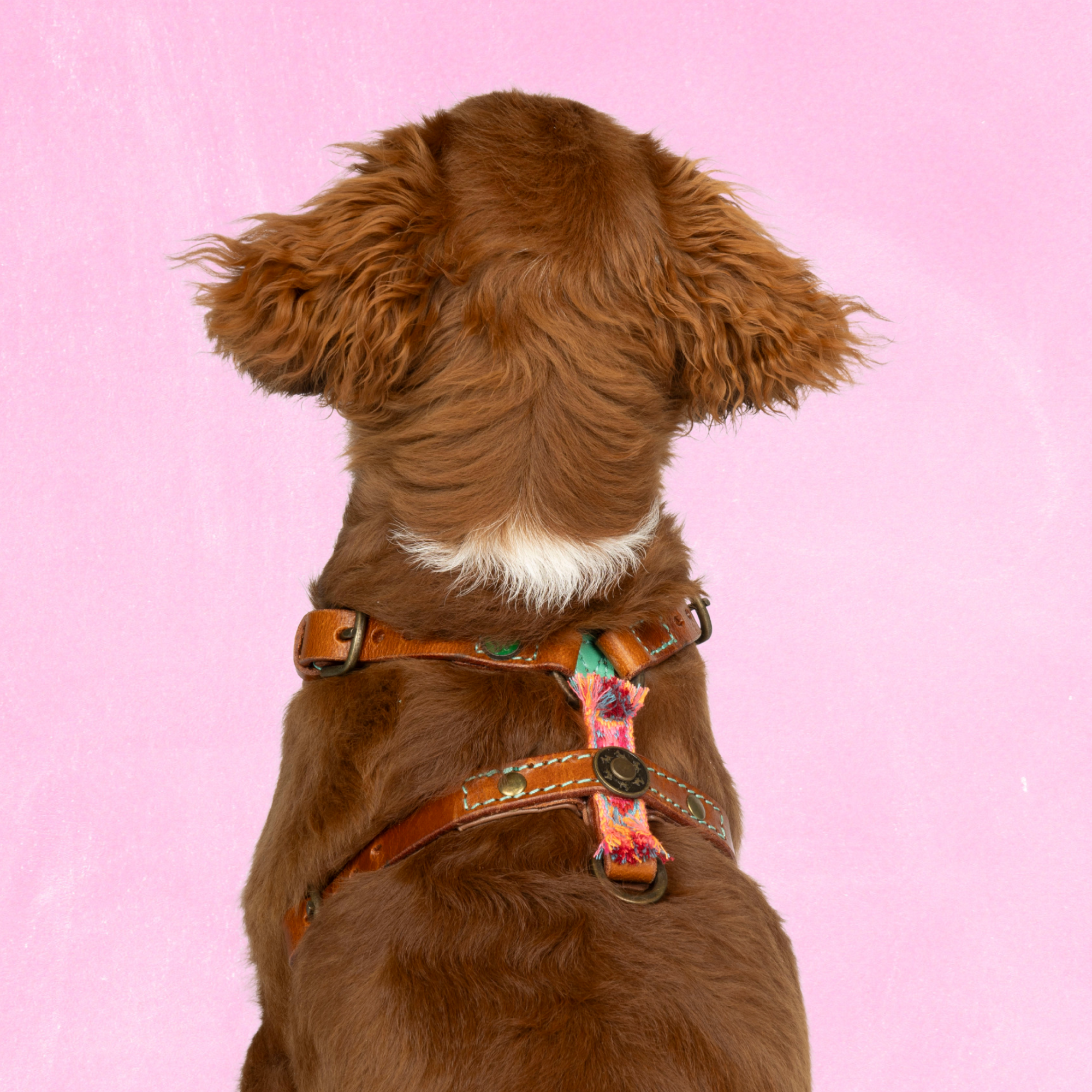 Dog with a Mission Boho Rosa pettorina cane pelle XXS