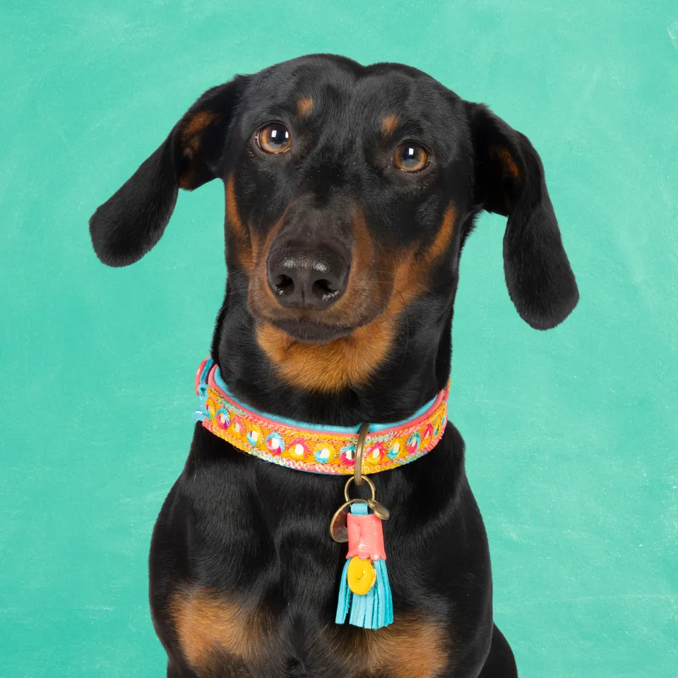 Dog with a Mission Indian Summer collare cane S multicolor 30-33 cm