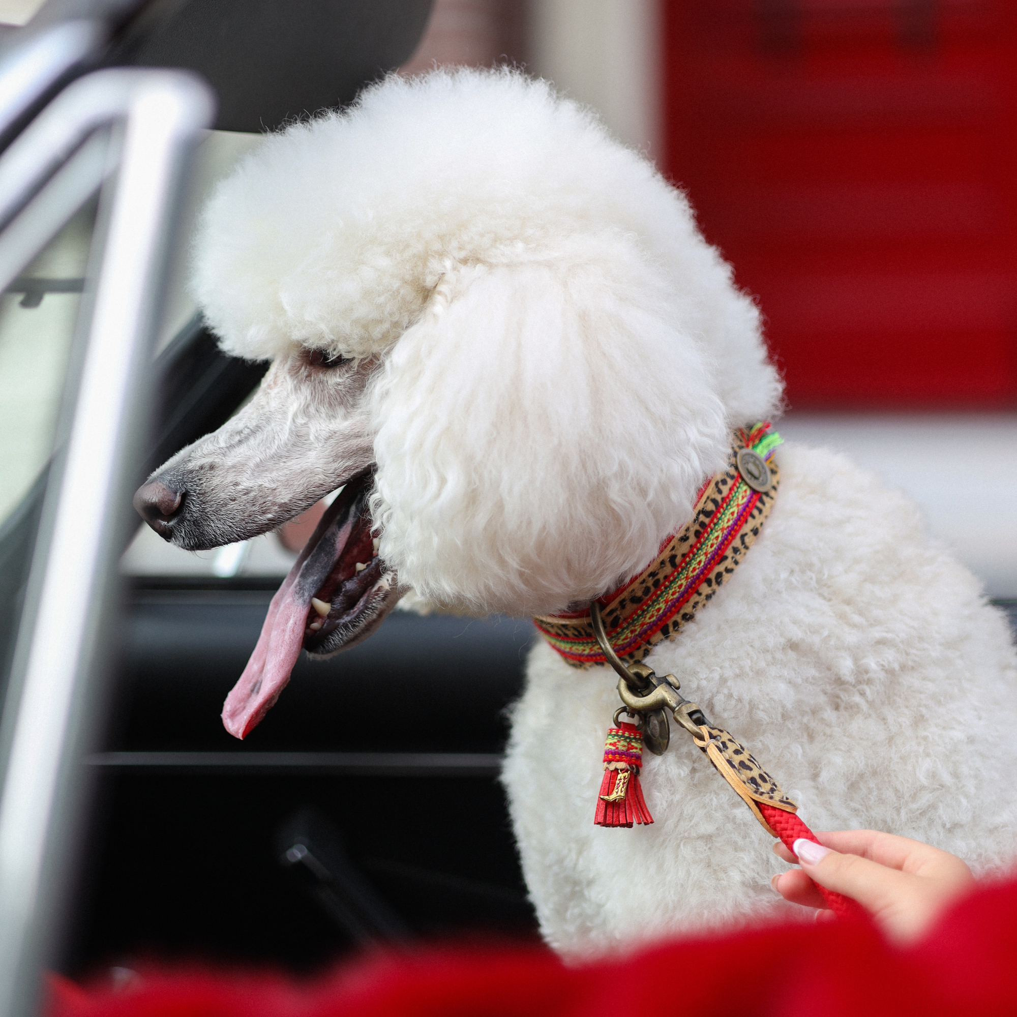 Dog with a Mission Gypsy XXS collare cane rosso 22-24 cm