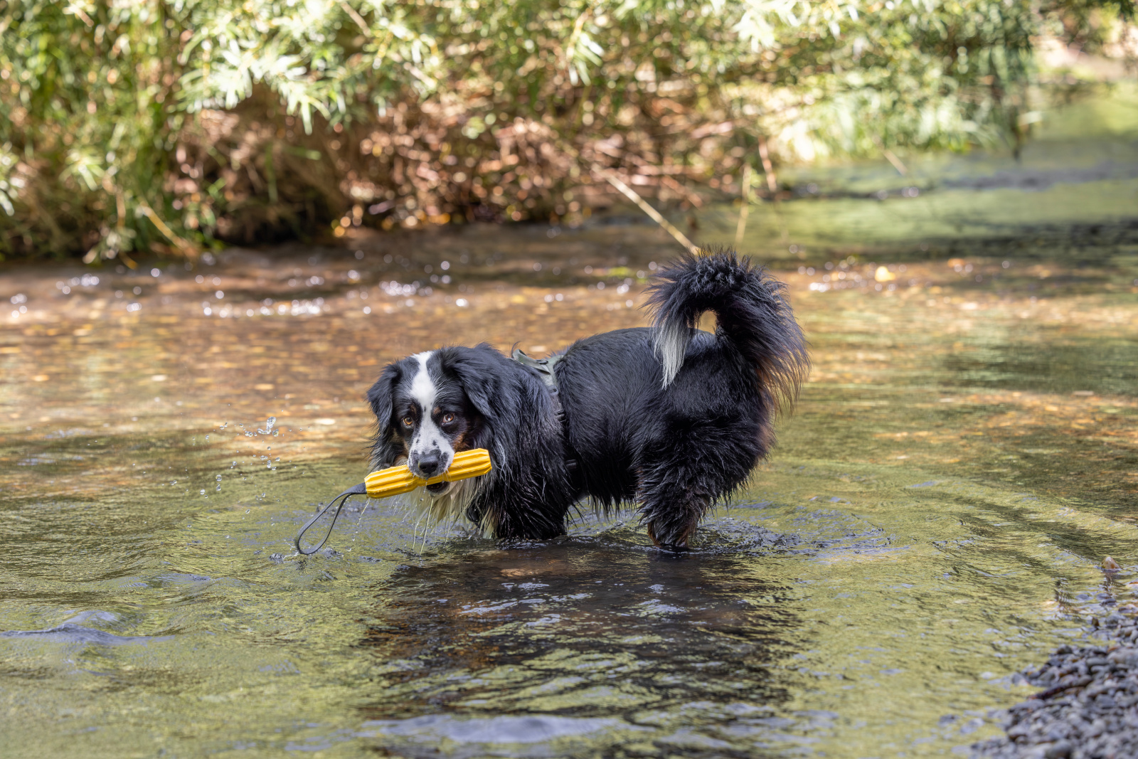 Kerbl Pet Aqua gioco cane galleggiante TPR giallo acqua