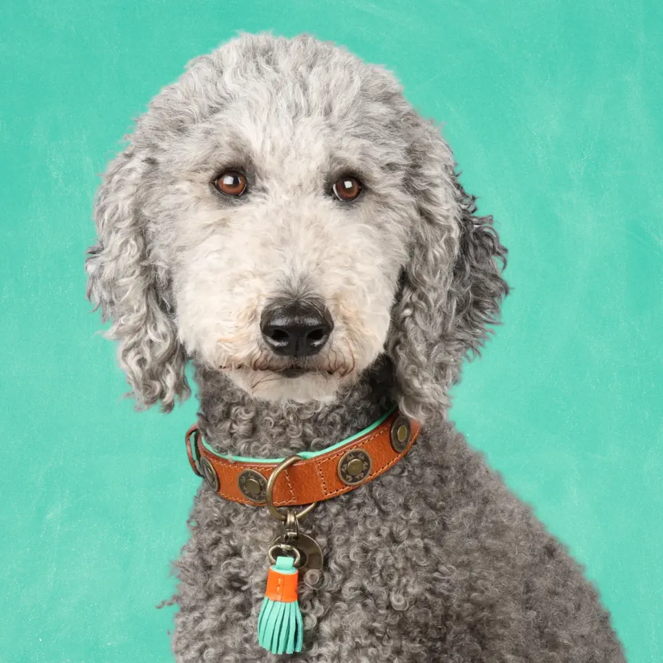 Dog with a Mission Urban collare cane S marrone pelle