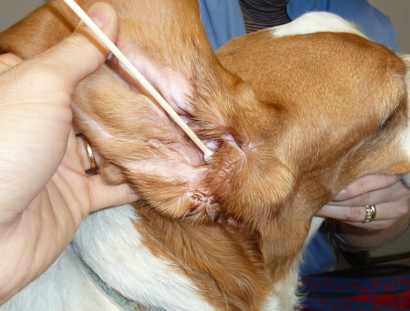 Kerbl Pet Cotton Bud Bamboo bastoncini orecchie cane