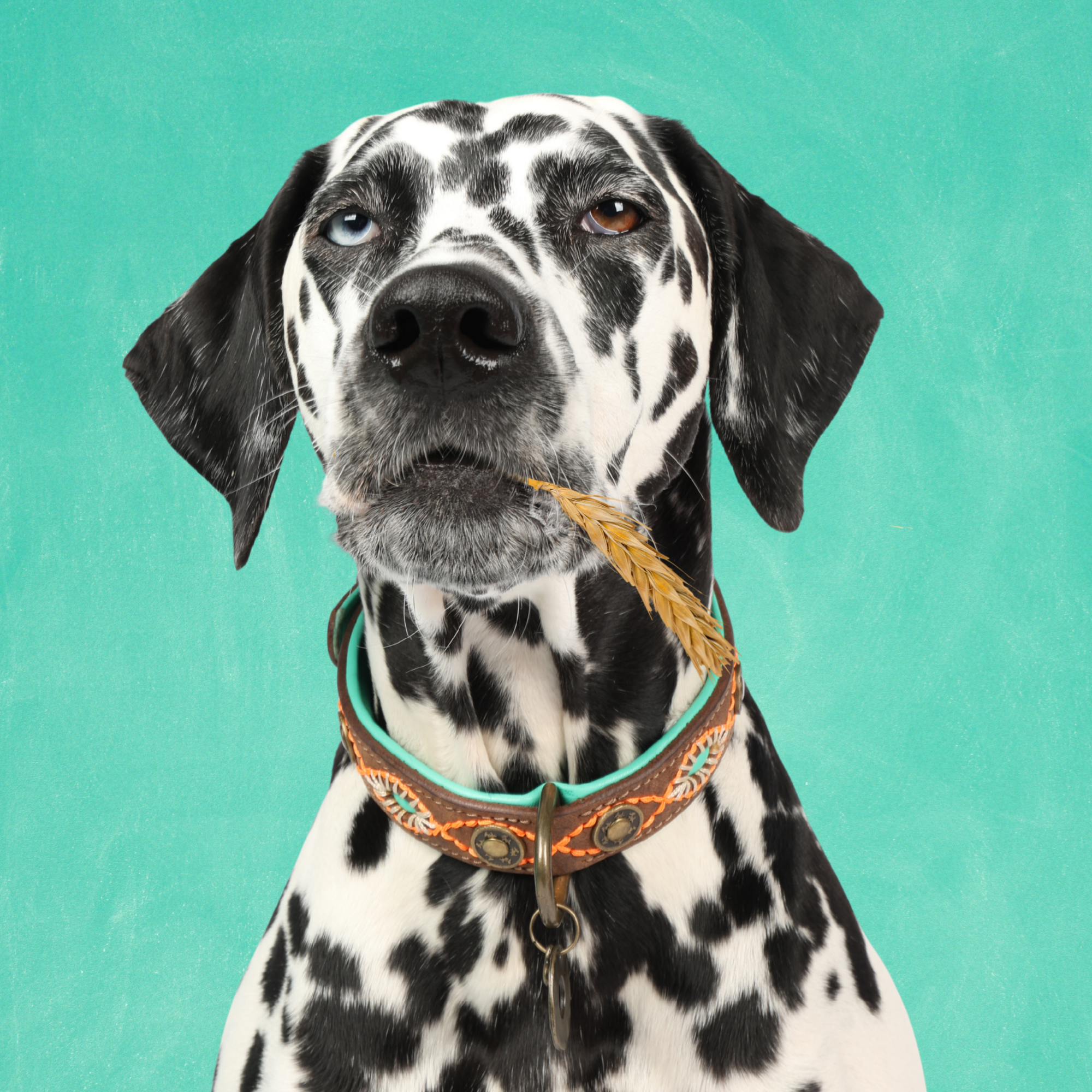 Dog with a Mission Urban Joplin collare cane L marrone 40-47 cm