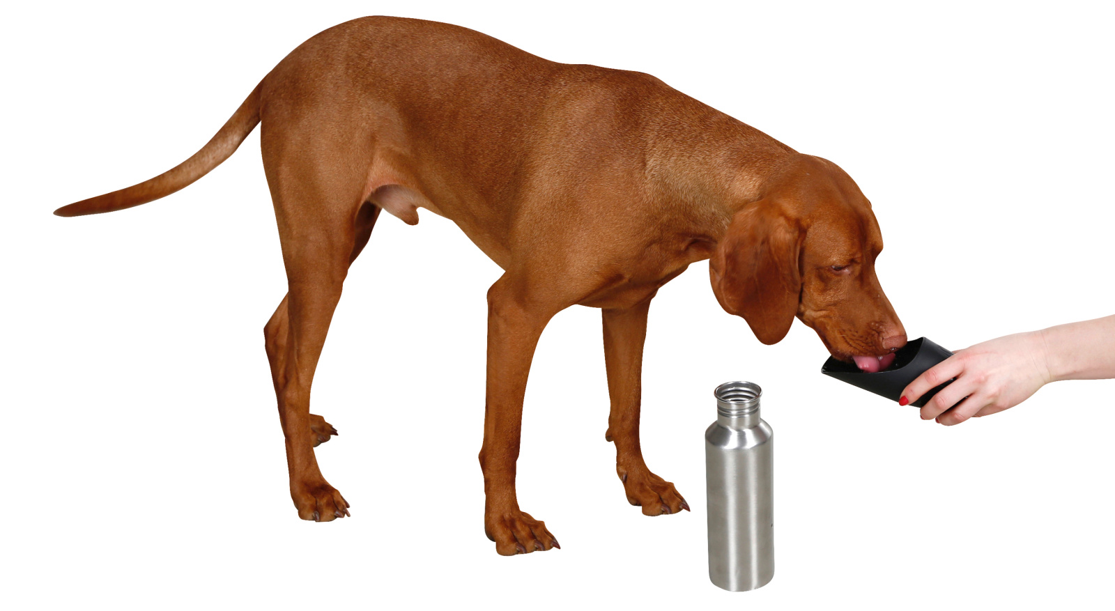 Kerbl Pet Travel Bottle Borraccia Cane Acciaio con Manico