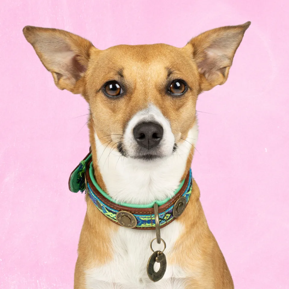 Dog with a Mission Boho Juan collare cane pelle blu S 30-33 cm