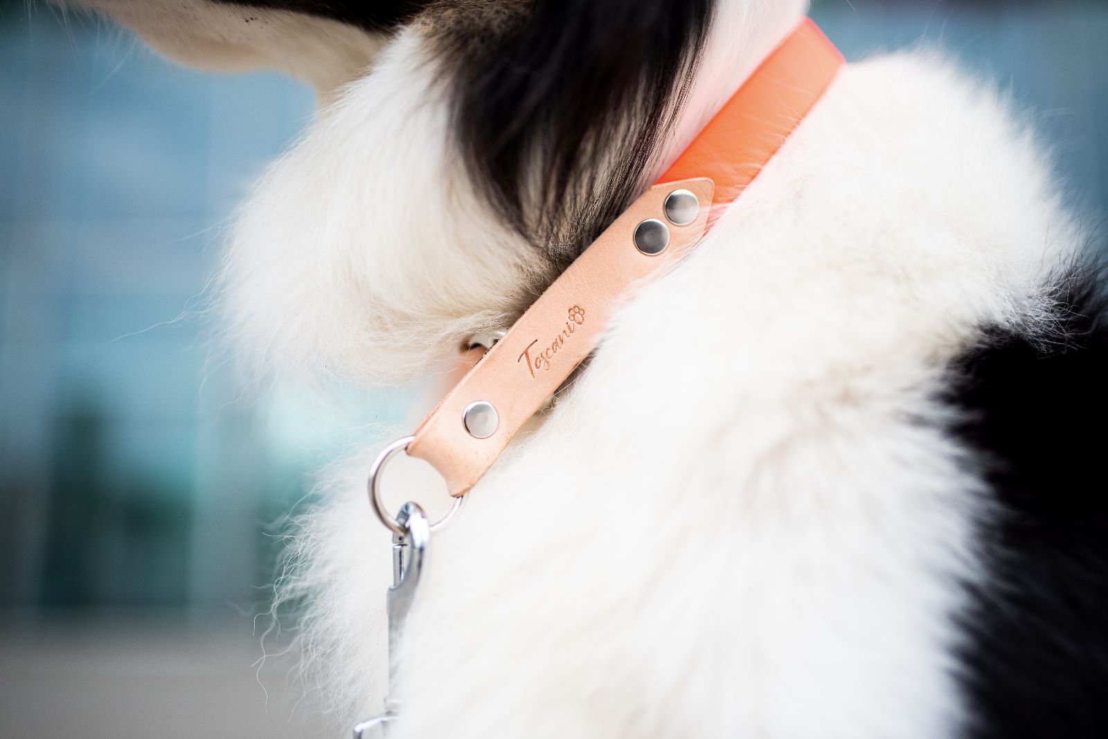 Toscani Cuoio Completo collare guinzaglio cane waterproof
