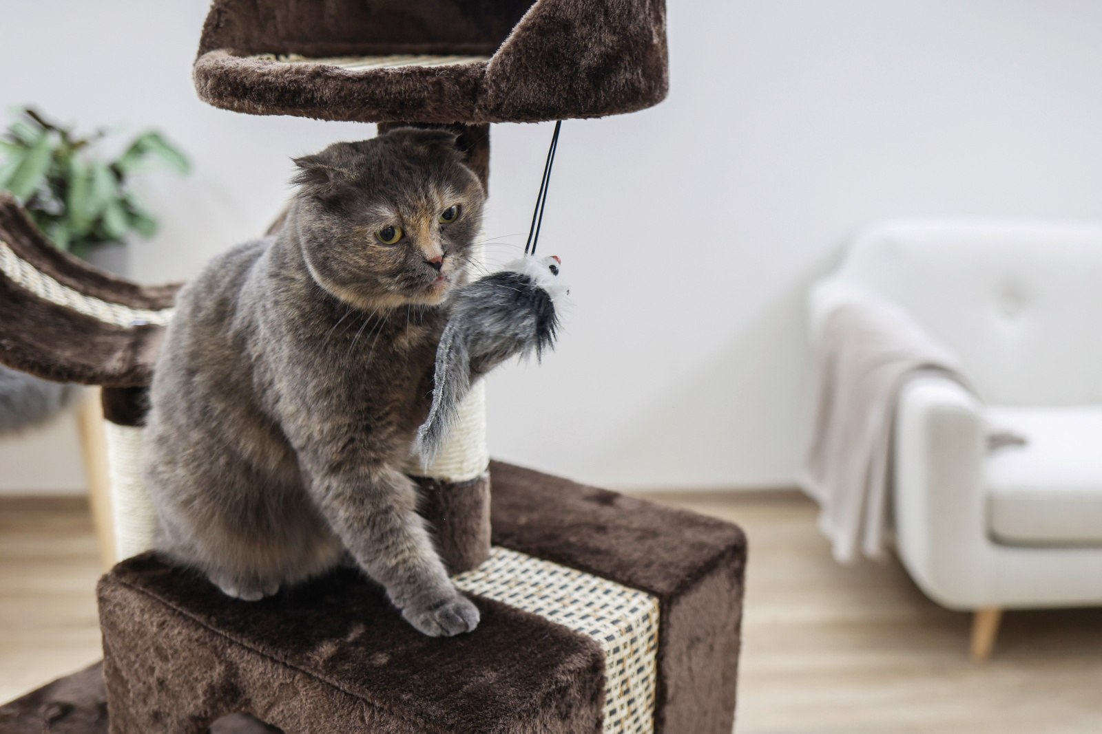 Kerbl Pet Cat Scratch Safari Big albero tiragraffi con cuccia