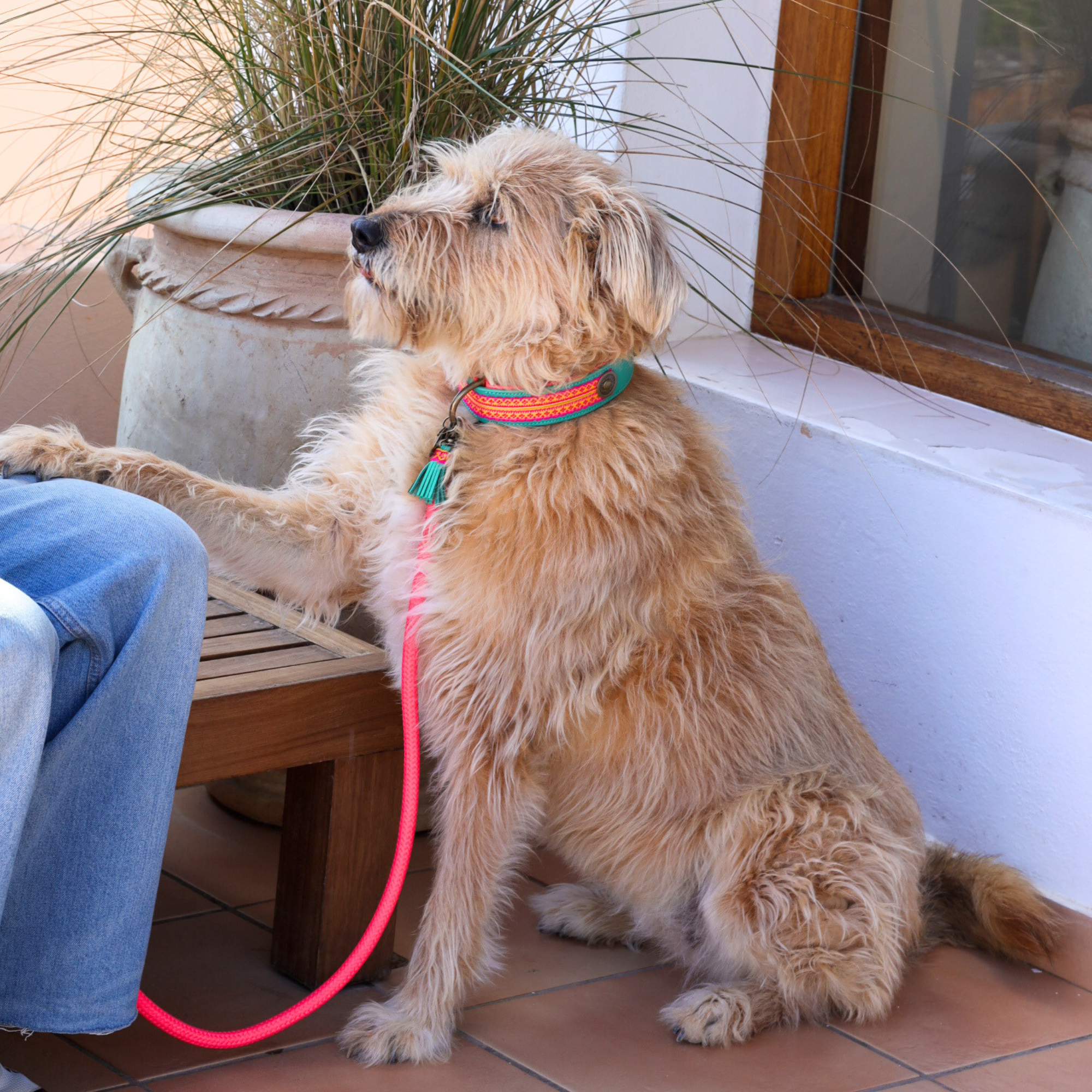 Dog with a Mission Maui Collare XXL 58-65 cm Turchese