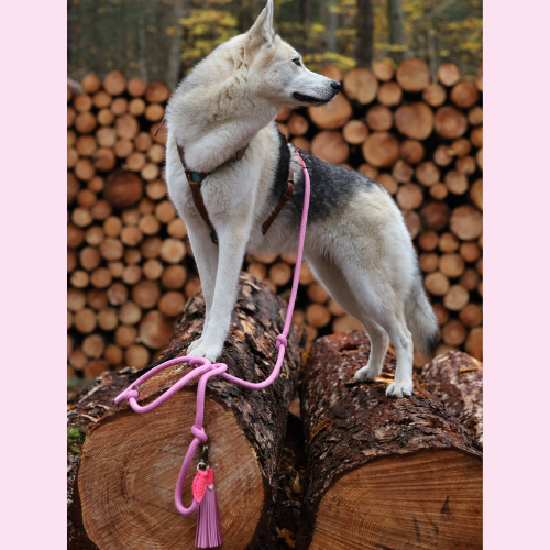 Dog with a Mission Sweety guinzaglio cane rosa L 220 cm x 1,4 cm