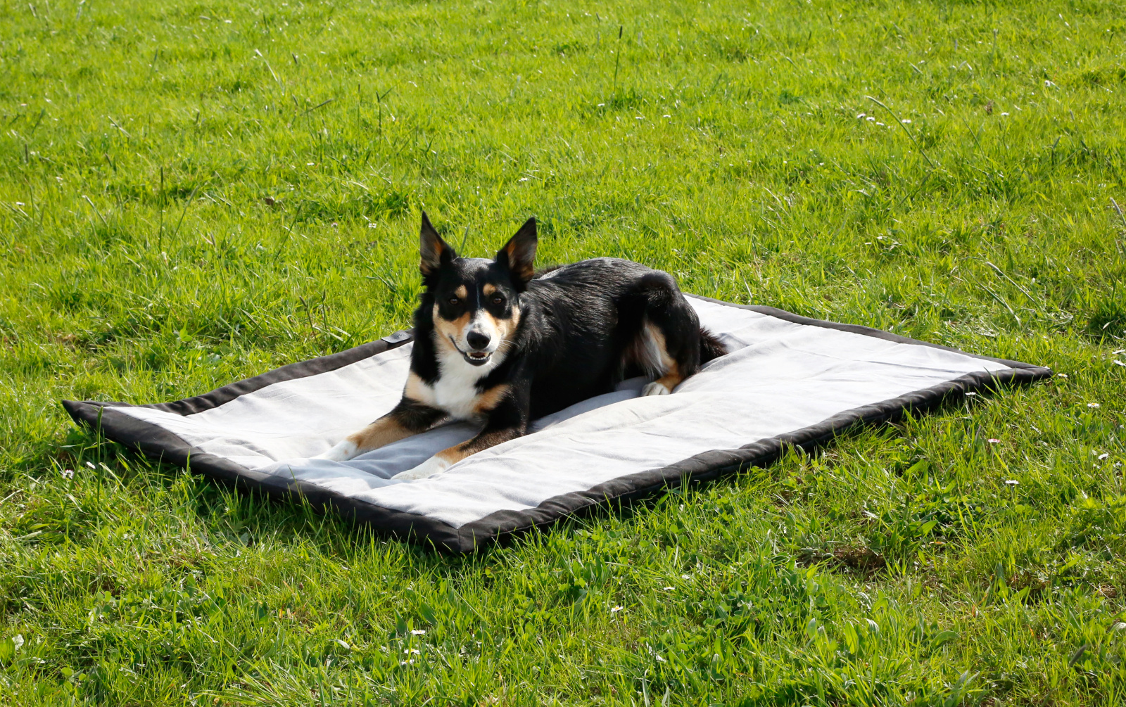 Kerbl Pet Dog Trip coperta cane viaggio impermeabile