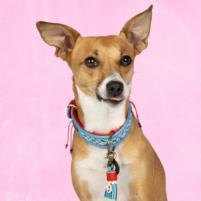 Dog with a Mission Dutchie Collare Cane S 30-33 cm Azzurro