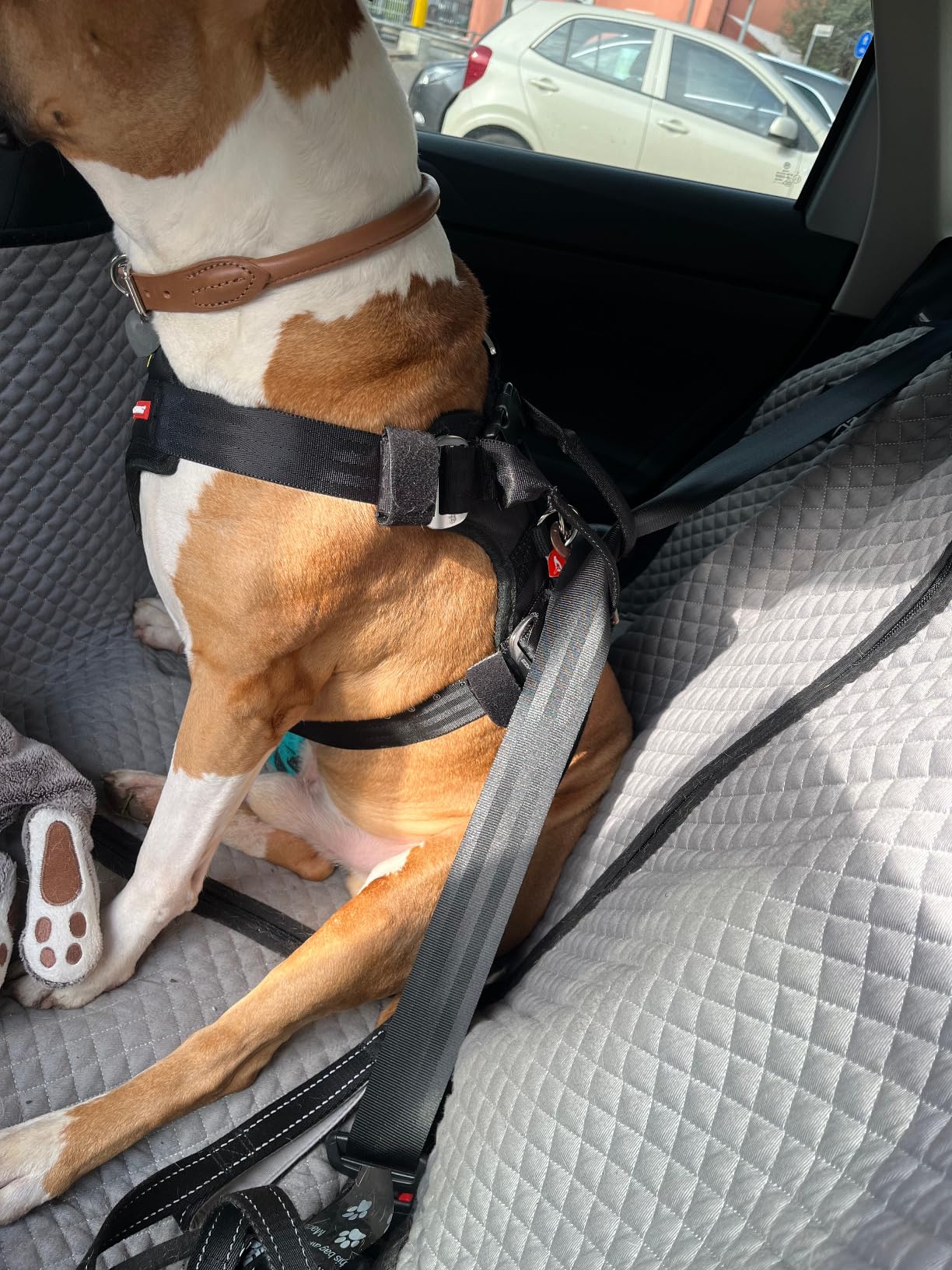 EzyDog Travel Drive Pettorina Auto Cane S Nero Crash-Test