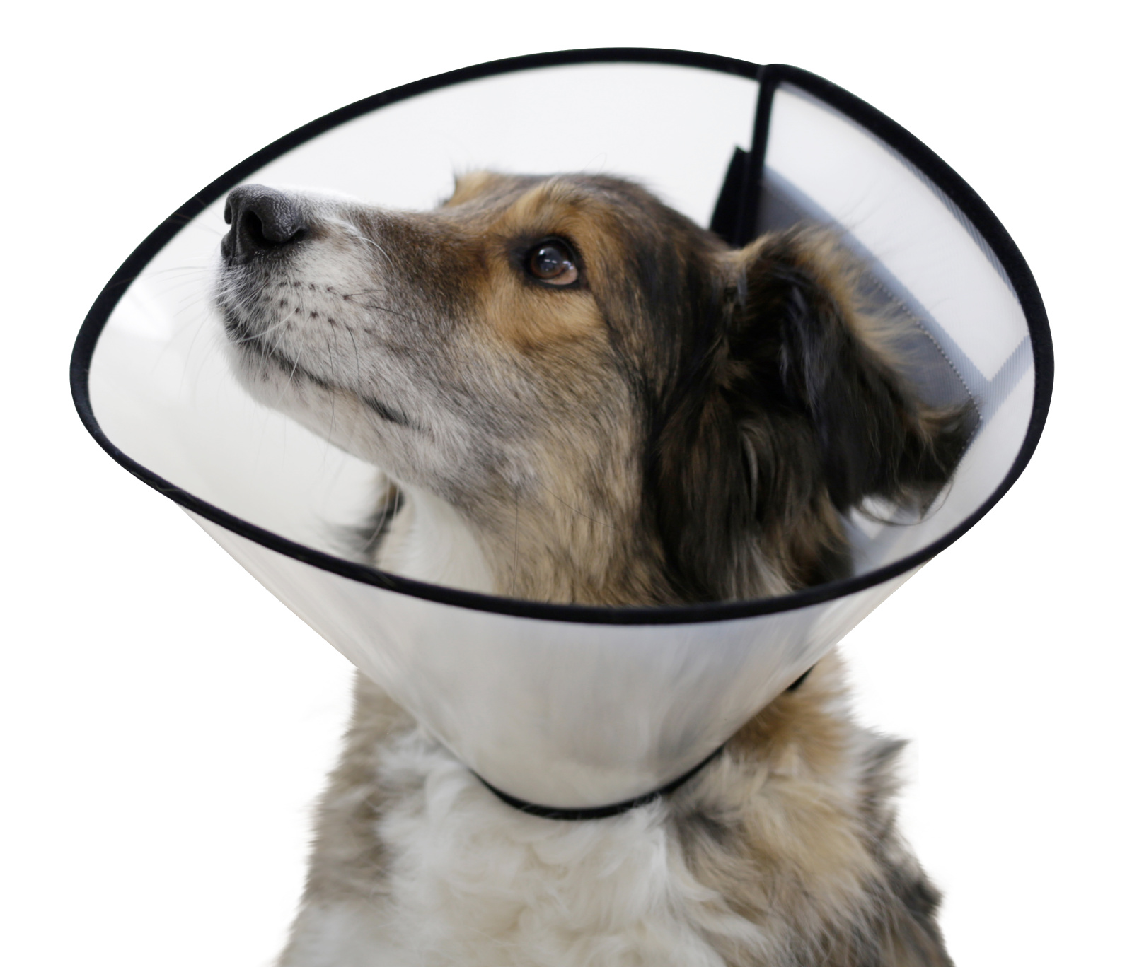 Kerbl Pet Surgical Collar collare elisabettiano cane