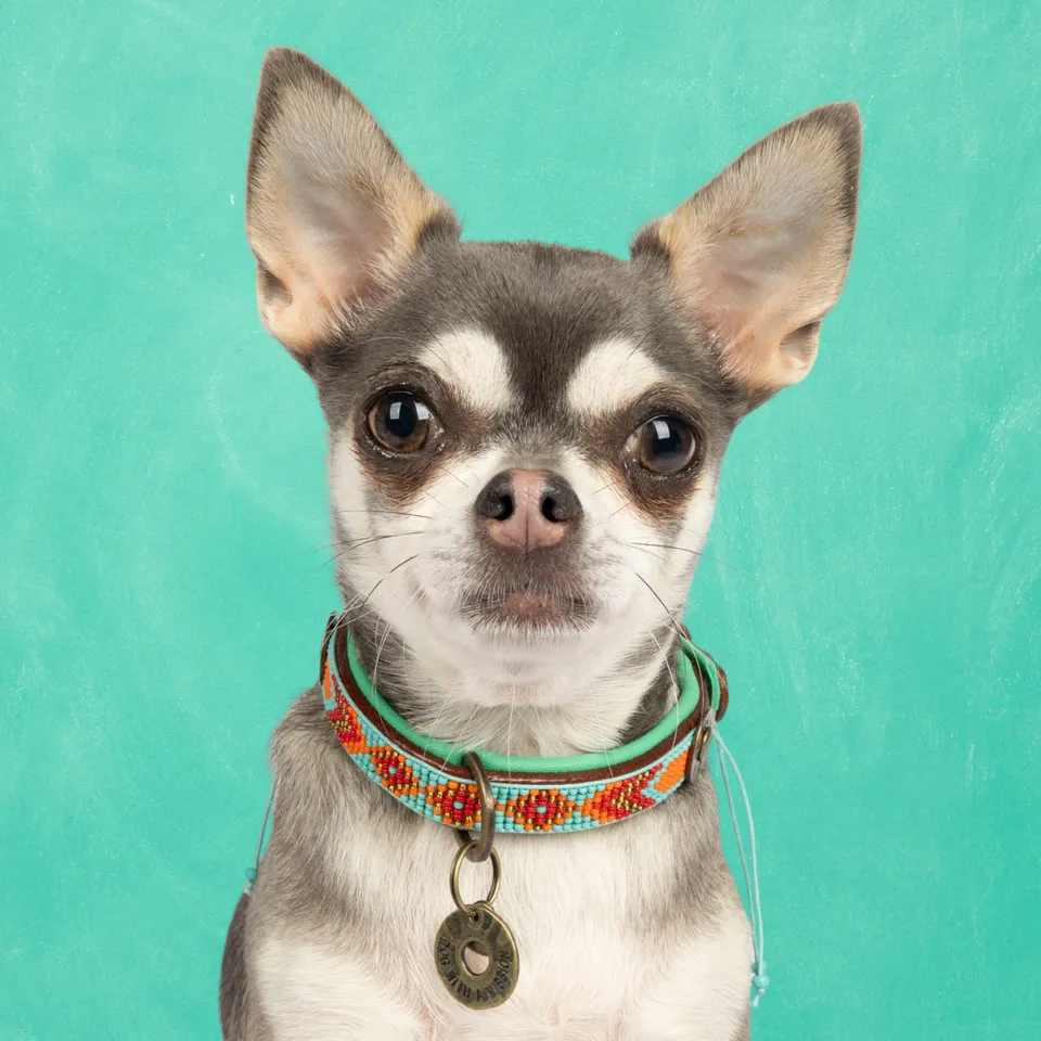 Dog with a Mission Paddy Lee XXS collare cane turchese 22-24 cm