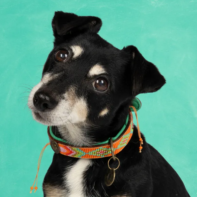 Dog with a Mission Tiger Lily collare cane S arancione perline